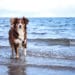 Hund in der Ostsee