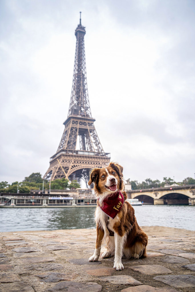 Hund vor dem Eiffelturm