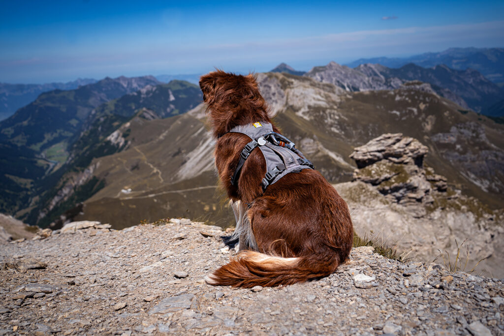 Hund in den Bergen