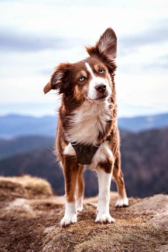 Col de la Schlucht mit Hund